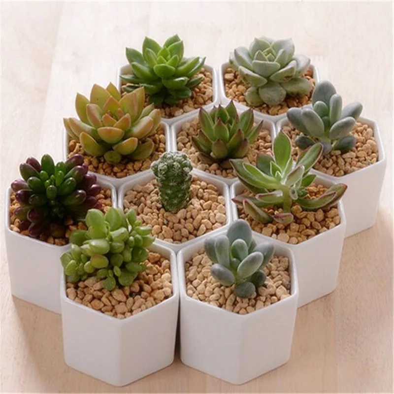 Great Idea For Small Plants!Cute White Ceramic Vases,Hexagon Flower Pot,Creative Small Flowerpot Vase For Gift Home Decoration