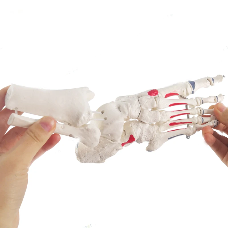 1:1 Human Foot Joint Skeleton Anatomy Model Medical Science Teaching Resources Dropshipping