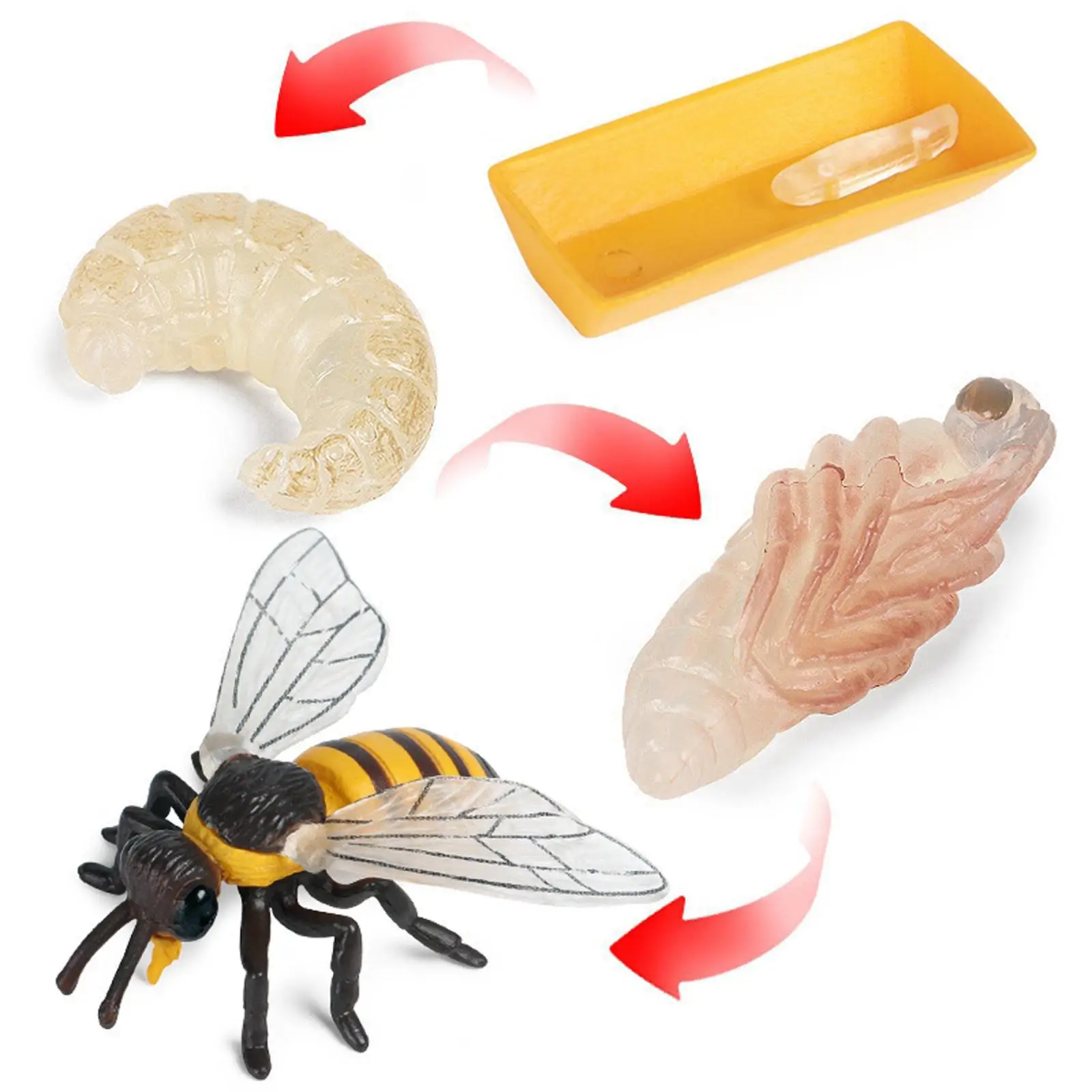 Lot of 4 Nature Bee Growth Cycle Child Education Learning Teaching Toys，Realistic