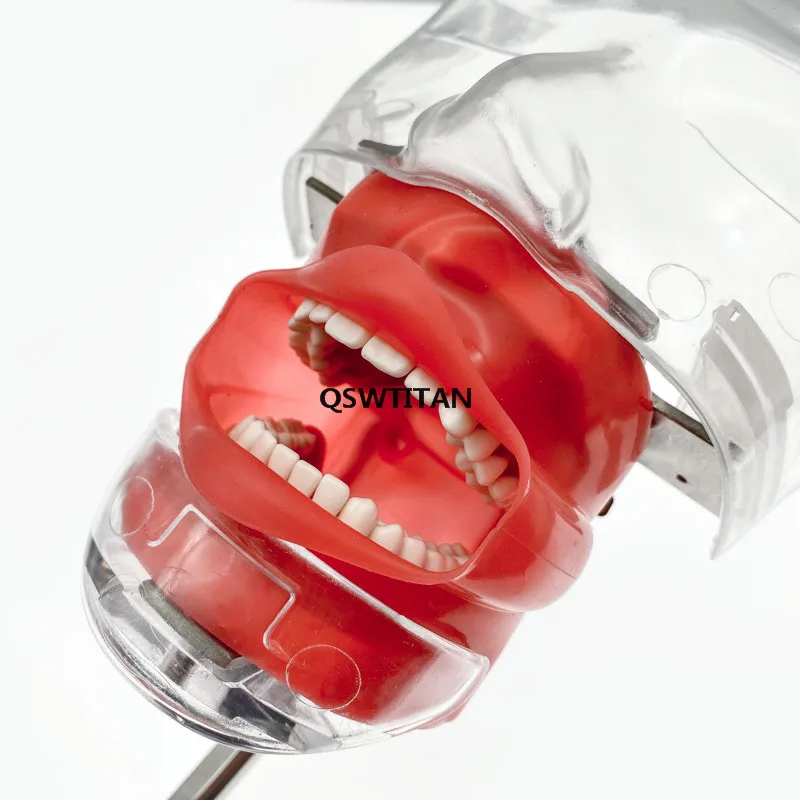 Dental Simulator Oefenpop Phantom Hoofd Typodont Model Studenten Training Model