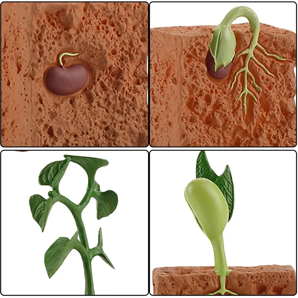 Simulation Life Cycle of a Green Bean Plant Growth Cycle Model Action Figures Collection Science Educational Toys for Children