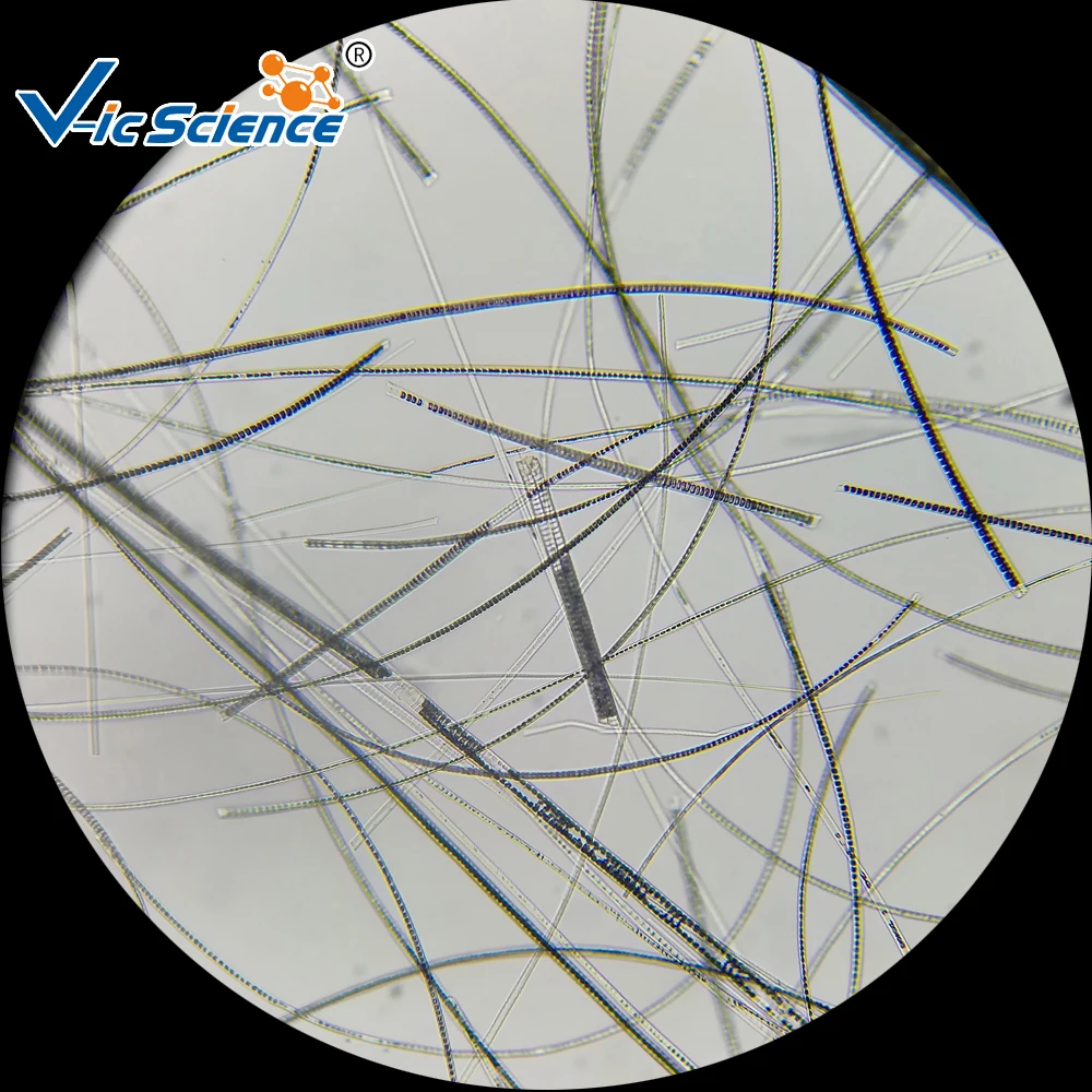 12pcs Medical and Teaching Microscope prepared slides(animals)