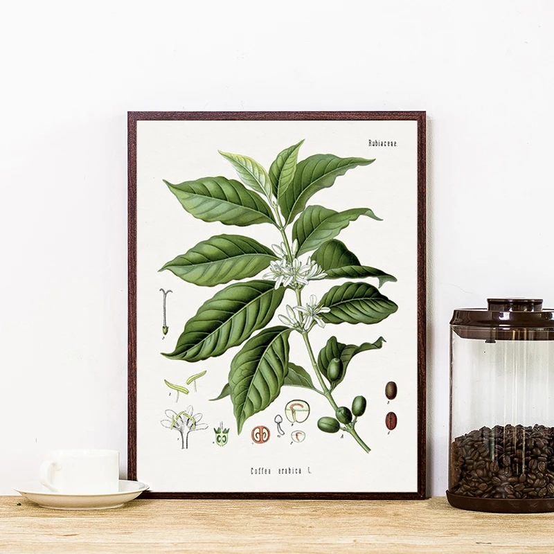 Coffee Botanical Art Print Vintage Plants Poster Cafe Shop Wall Decor,  Arabian Coffee Bean Canvas Painting Kitchen Decoration