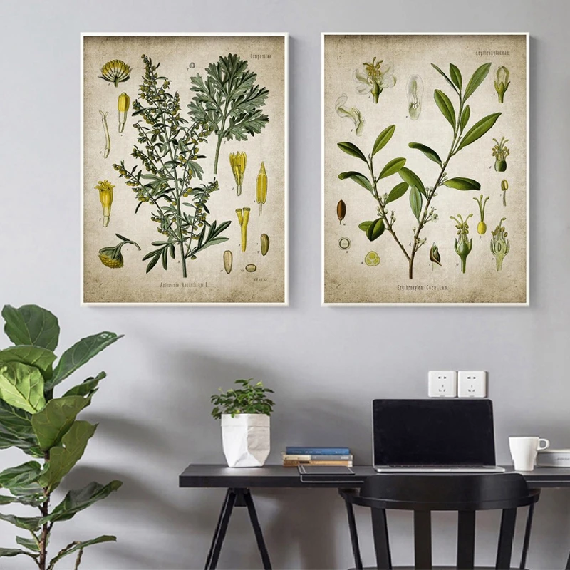 Vintage Botanical Posters Poppy Coca Recreational Drug Plant Wall Art Canvas Prints Pharmacy Decoration Painting Medical Gift