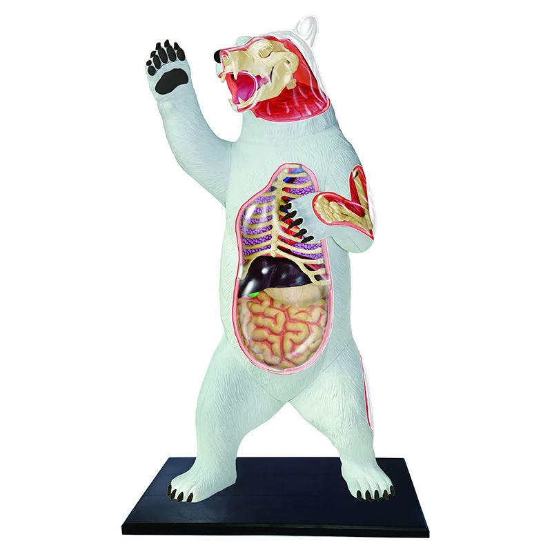 

4d Bear Animal Anatomy Model Skeleton Medical Teaching Aid Laboratory Education classroom Equipment master puzzle Assembling Toy