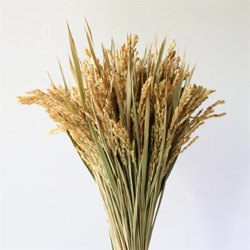 50 stems Dried rice flower bunch wheat rice grain bouquet natural plant wedding decoration Free Shipping