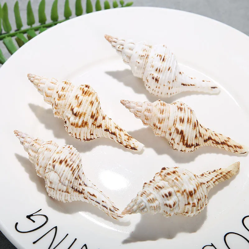 Natural shell conch for home decoration, set of 2 parts, 7-13cm, for window decoration, Mediterranean Ocean