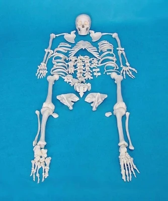 

Adult 1:1 human skeleton model skeleton model skeleton model medical human body model