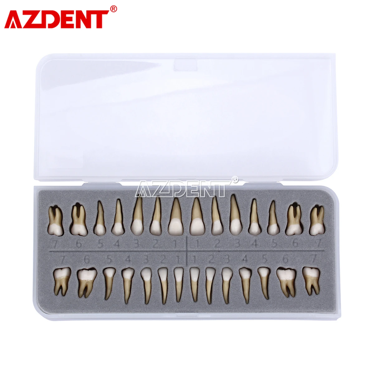 Adult Teeth Model 28pcs 1:1 Permanent Teeth Dental Model ZYR-7008 Resin School Teaching Equipment