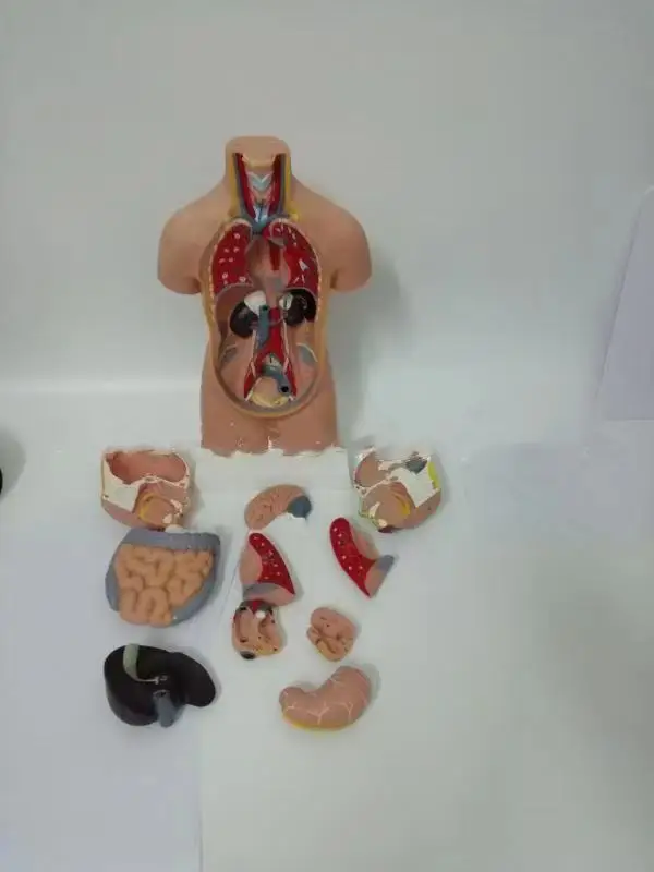 45CM Anatomy Model Human Anatomy Visceral Model Torso Anatomy Model