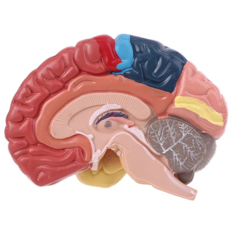 Life Size Human Brain Functional Area Model Anatomy for Science Classroom Study D5QC