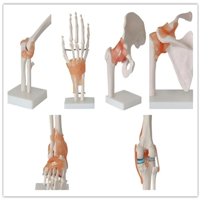 

Human Skeleton Model 6pcs Joint Skeleton Model Shoulder, Elbow, Wrist, Hip, Knee and Ankle Joints Model