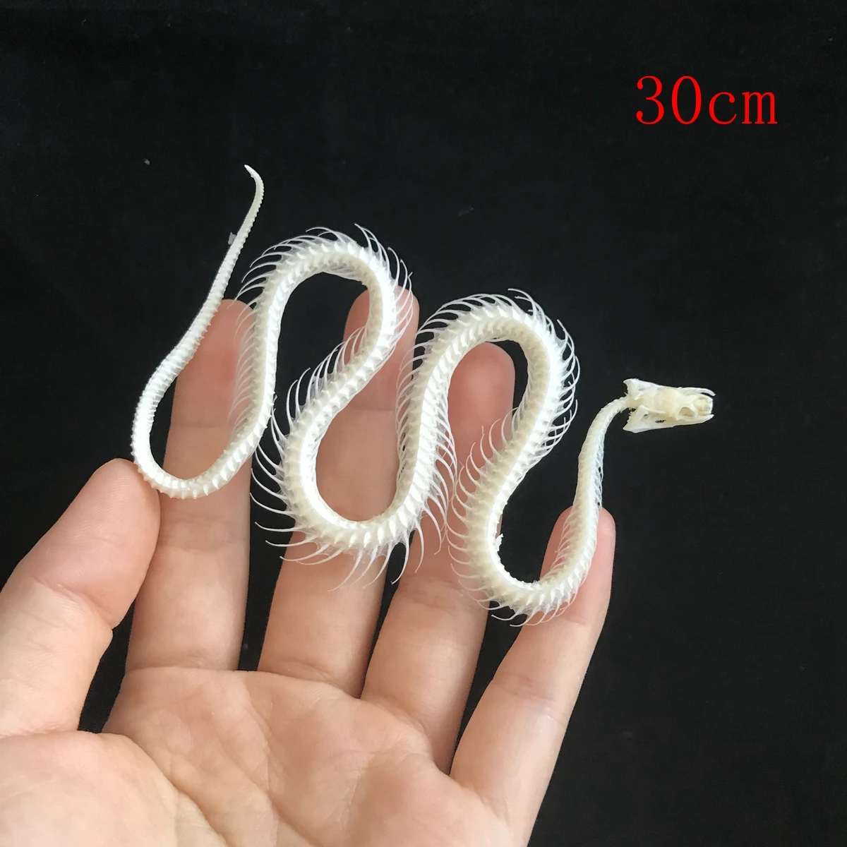 

Snake Skeleton Model, High Quality Collection Snake Bone, Educational Collection, DIY Home Decoration, 30-40cm