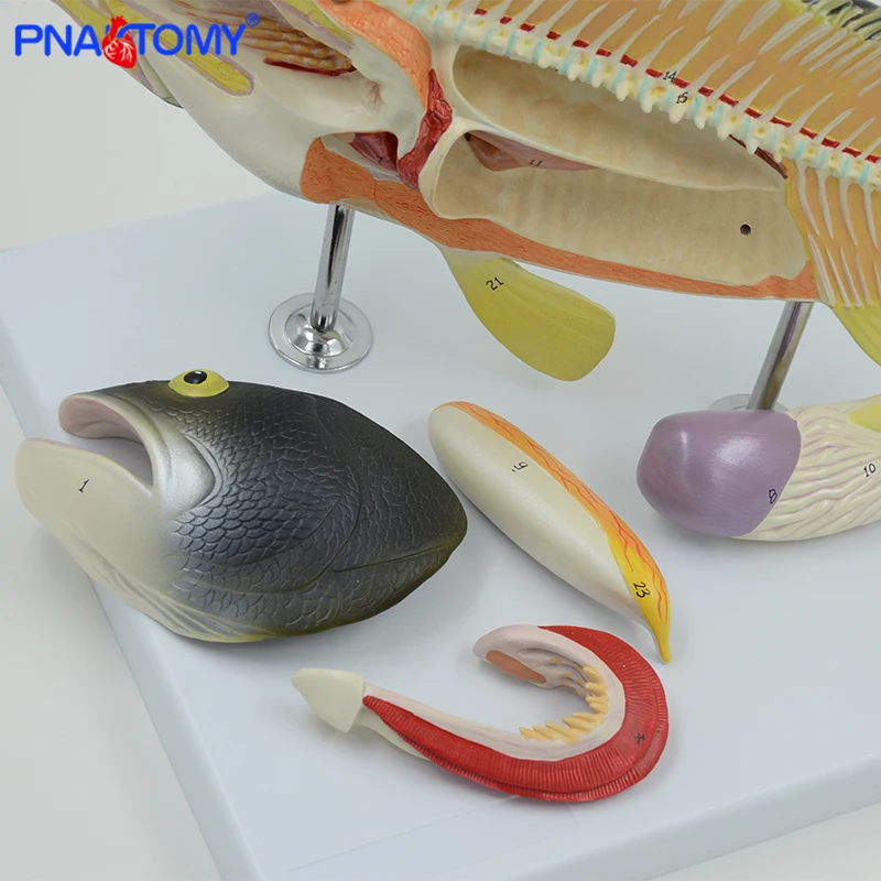 Fish Anatomical Model Fish Bone Weever Anatomy Animal Model Students Studying Tool Detachable with Base Colored  PNATOMY