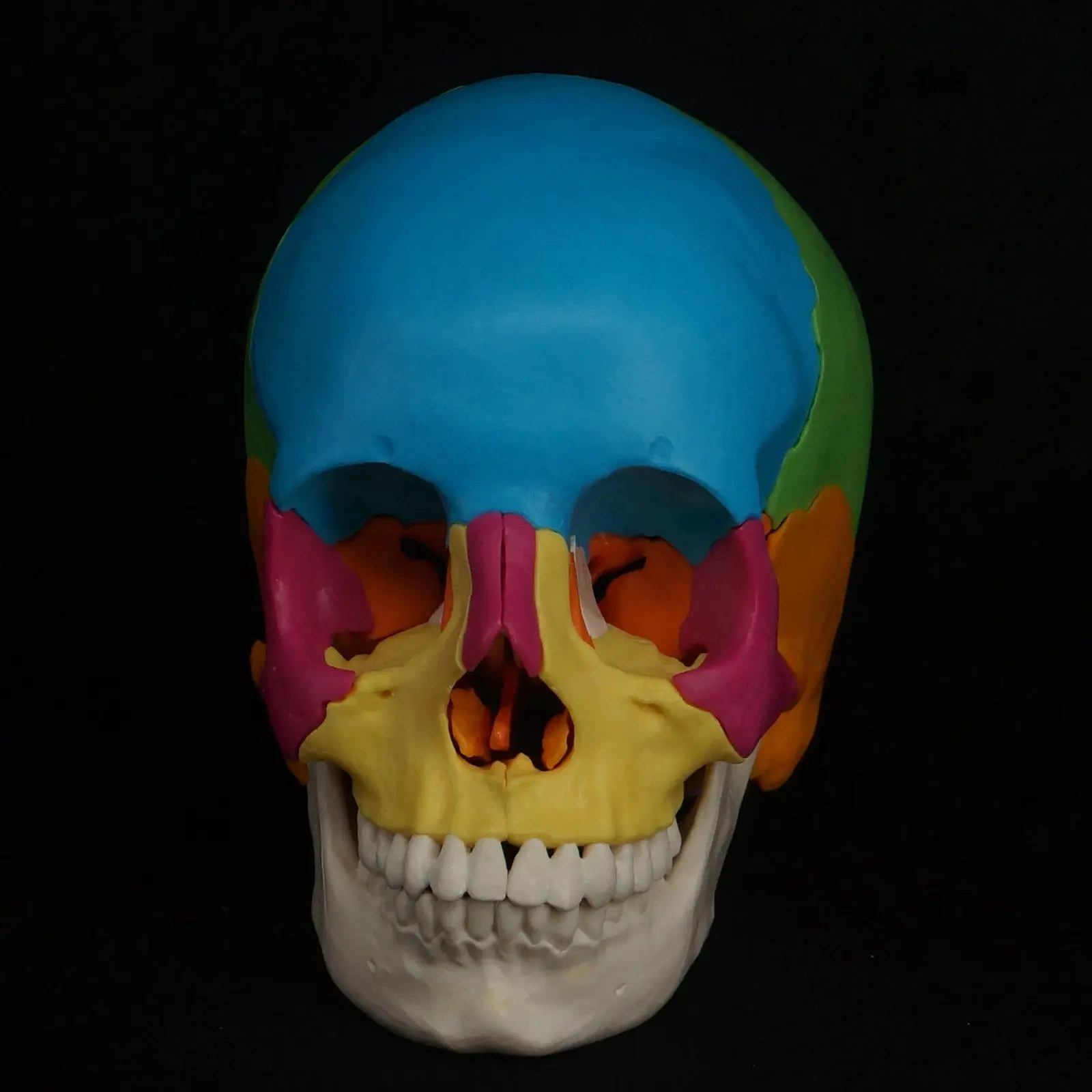 

Colored 1:1 Human Head Skull Model Detachable 22 Parts Medicine Anatomy