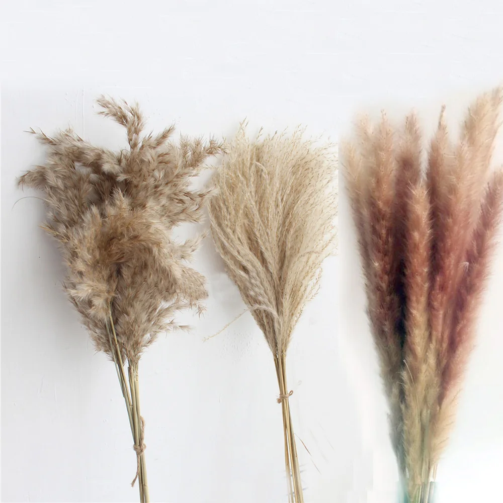 

20pcs dried pampas grass natural phragmites&reed flowers&bulrush flowers communis wedding flower bunch