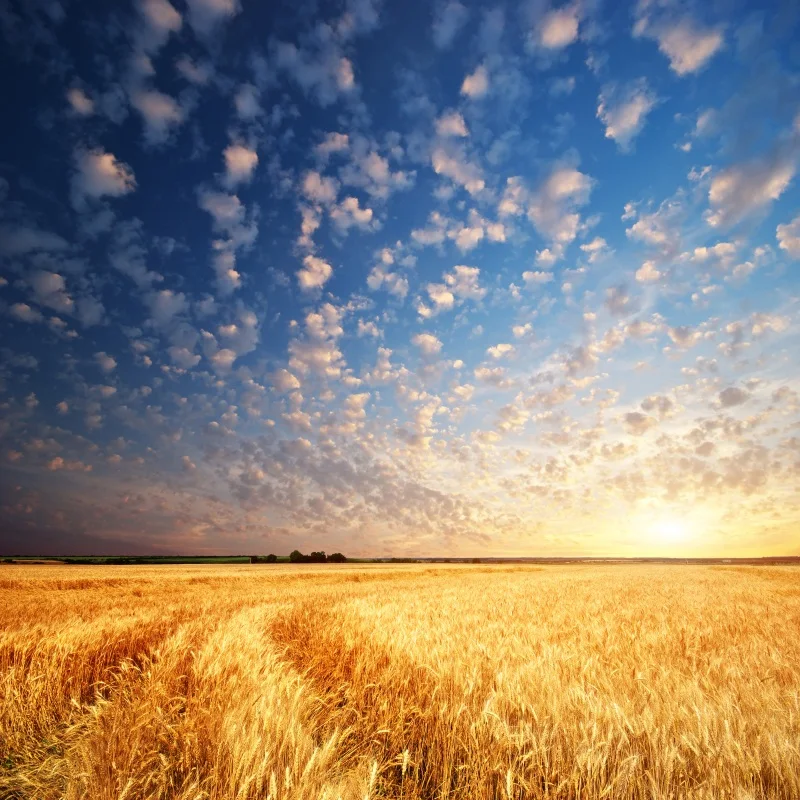 Laeacco Autumn Farm Field Hay Rolls Photography Backgrounds Blue Sky Scenic Mountain Plants Photographic Backdrops Photo Studio