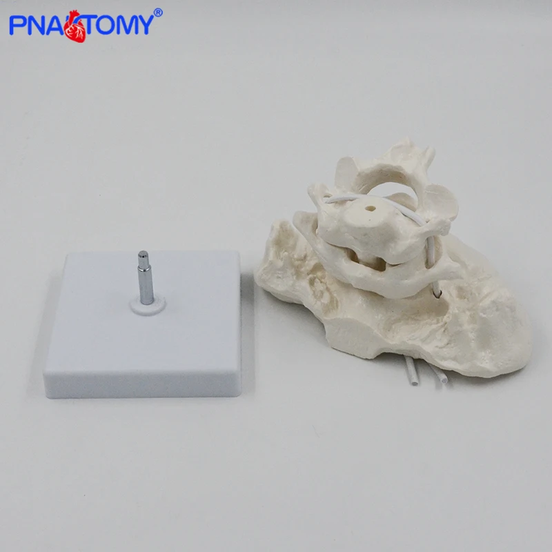 Enlarged Detachable Human Cervical Vertebra Atlas and Axis Bone Spine Anatomical Model Medical Equipment Teaching Tool Skeleton