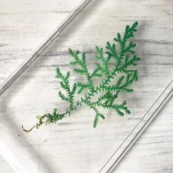 60pcs Pressed Dried Selaginella Uncinat Leaves Plants Herbarium For Jewelry Bookmark Phone Case Postcard Invitation Card DIY