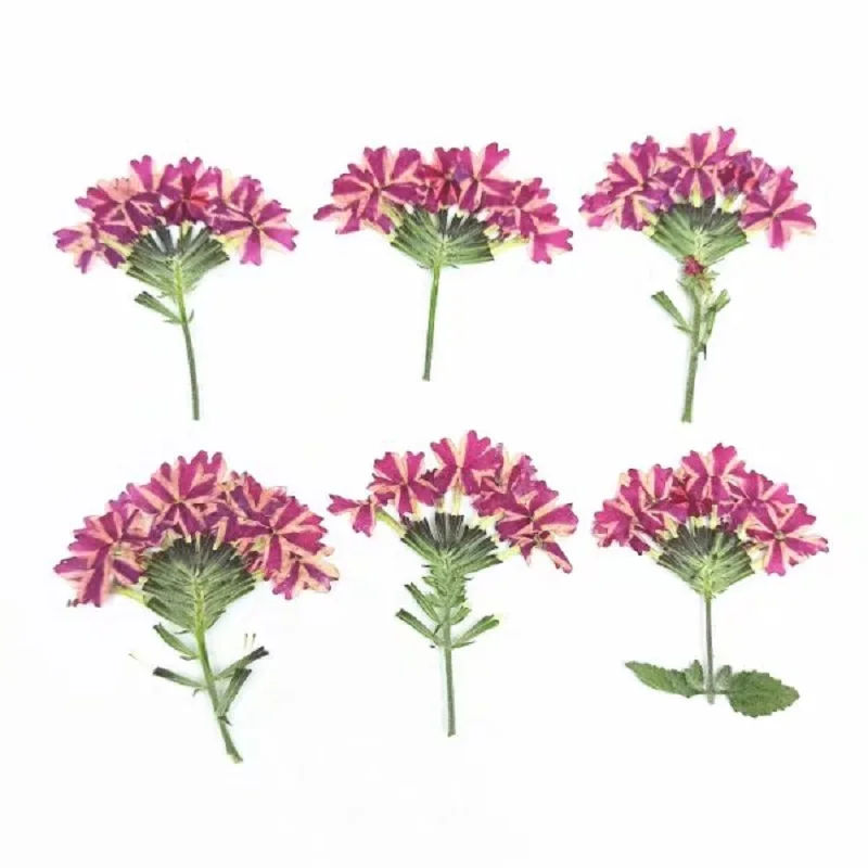 

60pcs Pressed Dried Verbena Hortensis Flower Plant Herbarium For Jewelry Postcard Bookmark Invatation Card DIY Making