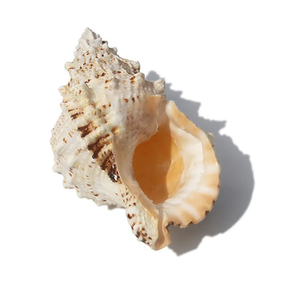 1pcs big size natural Conch sea shell Big conch shell for home decoration or gift