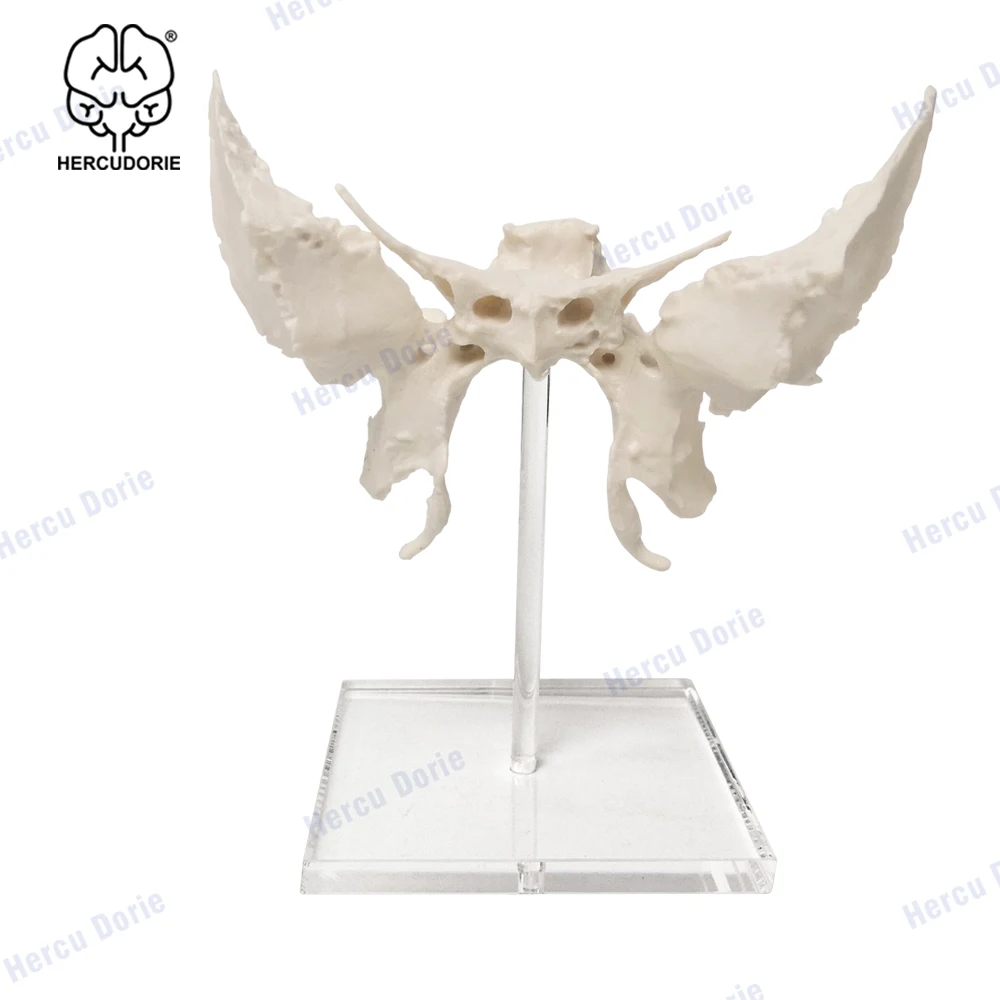 Scientific Human Sphenoid Bone Model | Cast from a Real Human Sphenoid Bone Specimen | Life Size Replica Details All Fissures, C