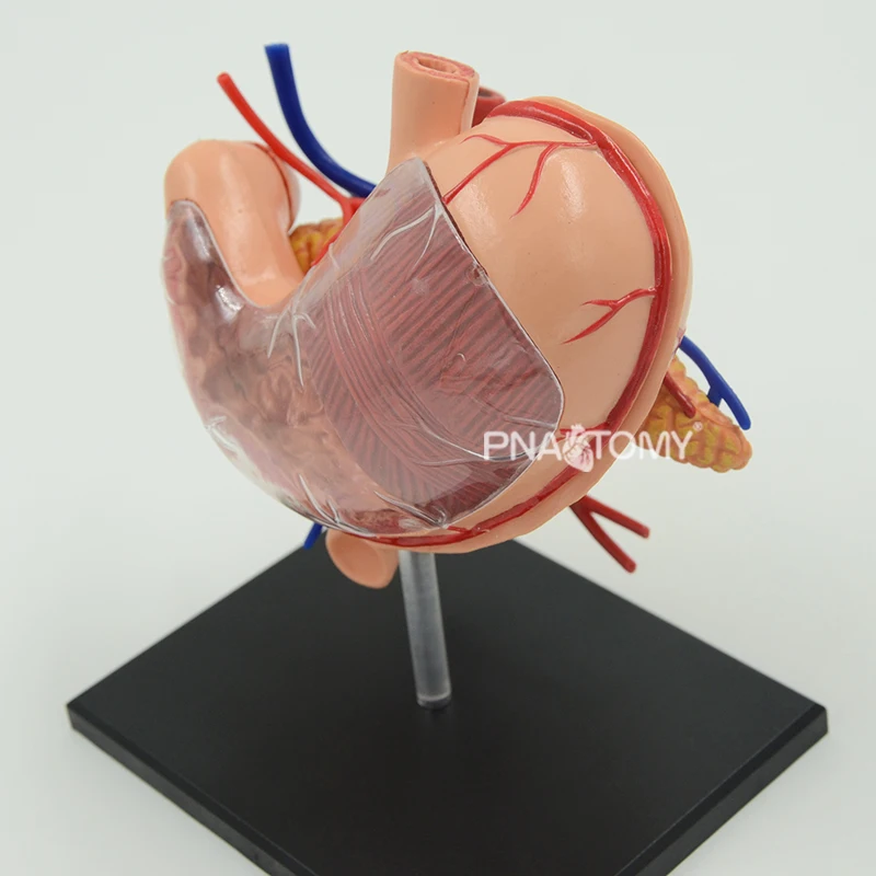 4D Detachable Stomach Model Removable Human Organs Anatomical Model Educational Equipment Medical Sciences Digestive System