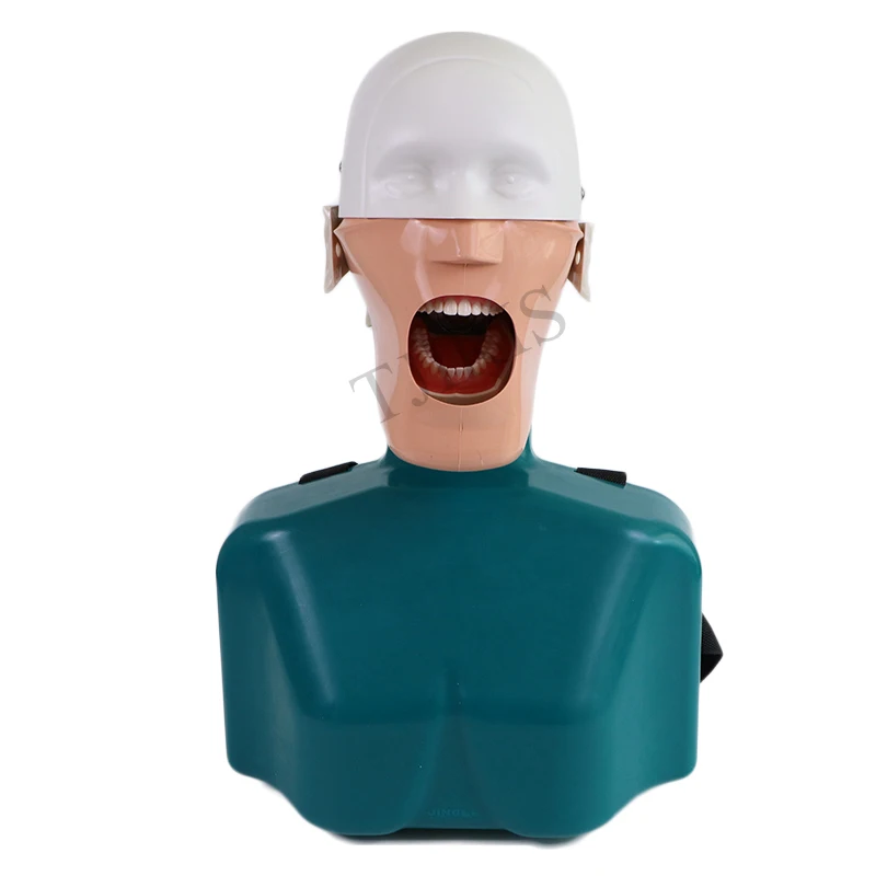 Dental Teaching Model Training Simulator Practice Dental Manikins Phantom Model for Any Position Practice