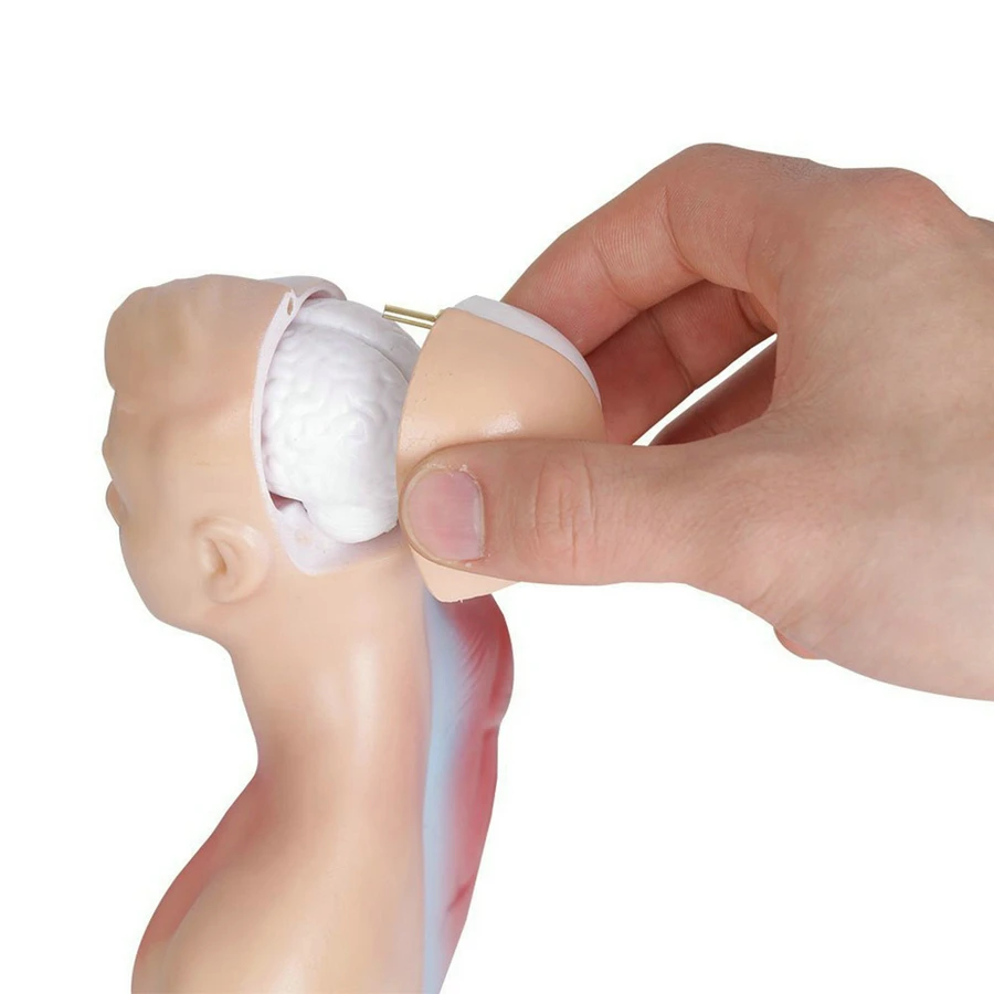 28CM Human Torso Body Model Anatomy Anatomical Heart Brain Skeleton Medical Internal Organs Teaching Learning Supplies