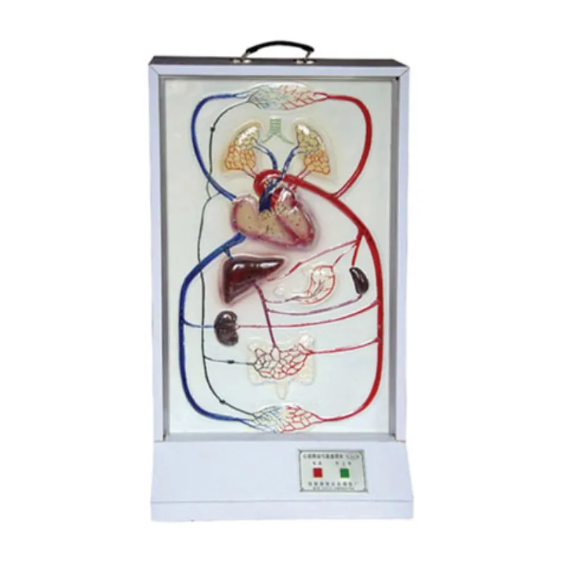 

Medical Colleges Students Teaching Equipment Heart Beat and Blood Circulation System Electric Medical Teaching Model BIX-A2129