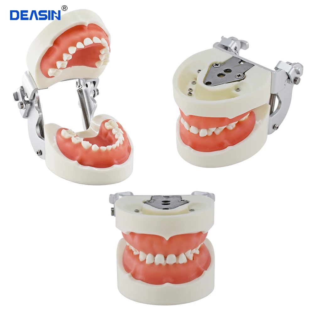 Dentes de criança modelo 24 pces com goma macia/dentes de estudo dental modelo de dente de treinamento dental para crianças