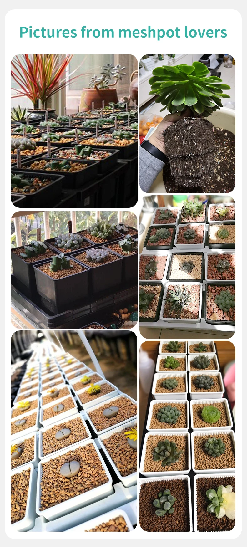 Meshpot neue hoch taillierte Blumentopf Set Verdickung vertiefen Garten topf Kunststoff Sukkulenten Topf Kaktus Haworthia Drainage Pflanzer – Detail 13