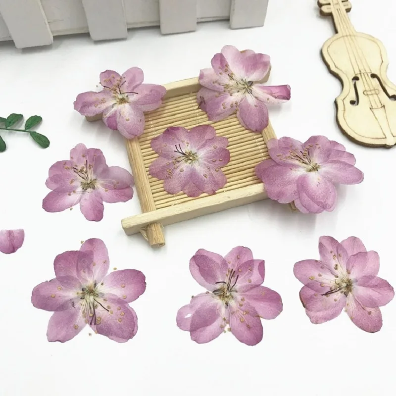 

60pcs Pressed Dried Cerasus Cherry Blossoms Flower Plant Herbarium For Jewelry Photo Frame Phone Case Bookmark Making DIY