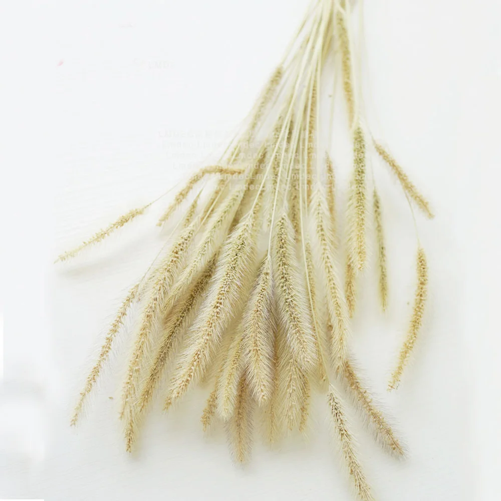 

50pcs dried natural flower bouquets raw color dried dog's tail grass&Setaria viridis&green bristlegrass bouquets bunches