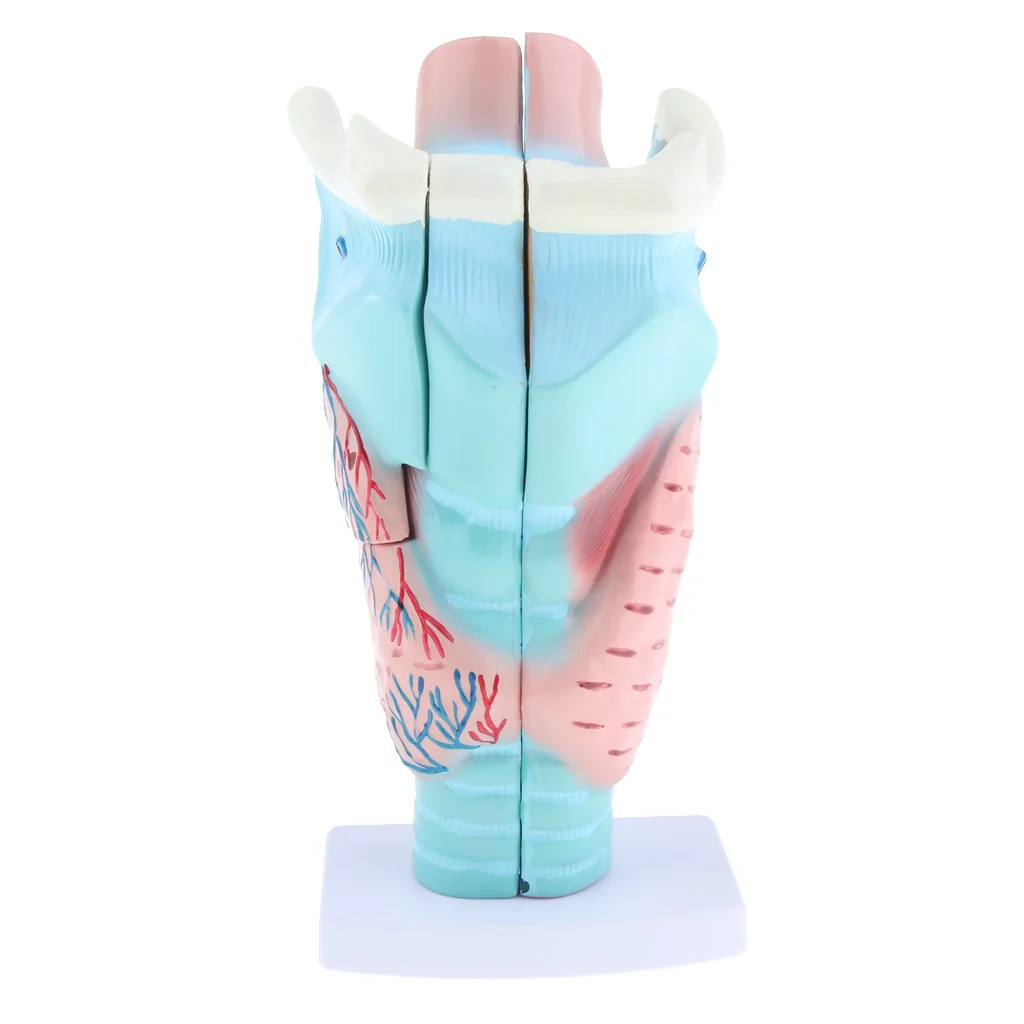 1 Piece Magnified Human Larynx Anatomical Model Anatomy Throat Model for  School Lab Upper Airway Anatomy And Physiology Courses