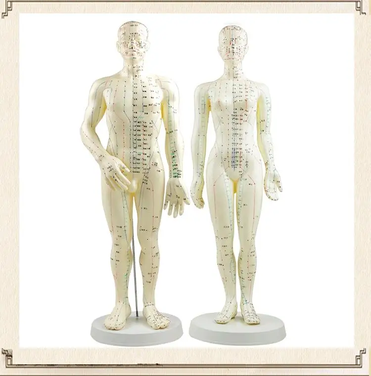 Meridian English Model Human Acupuncture Point Human Body Model 50cm Male Or 48cm Female