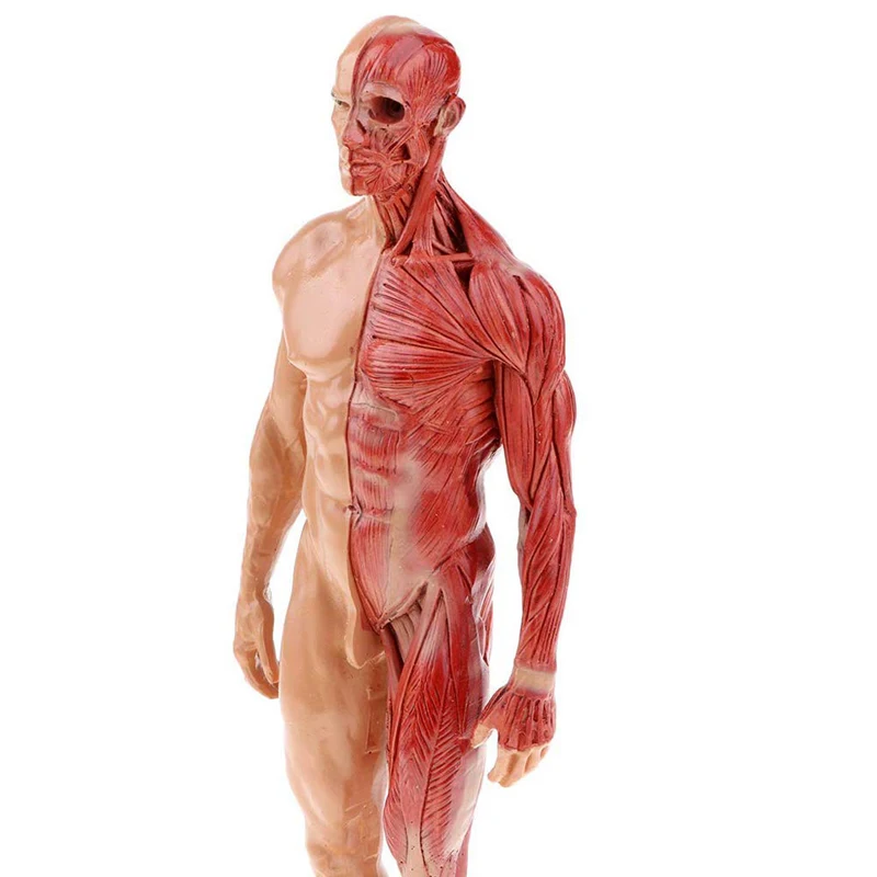 30cm Resin Human Body Muscle Statue Sculpture Anatomy Skeleton Model Medical Artist Drawing Tools Supplies