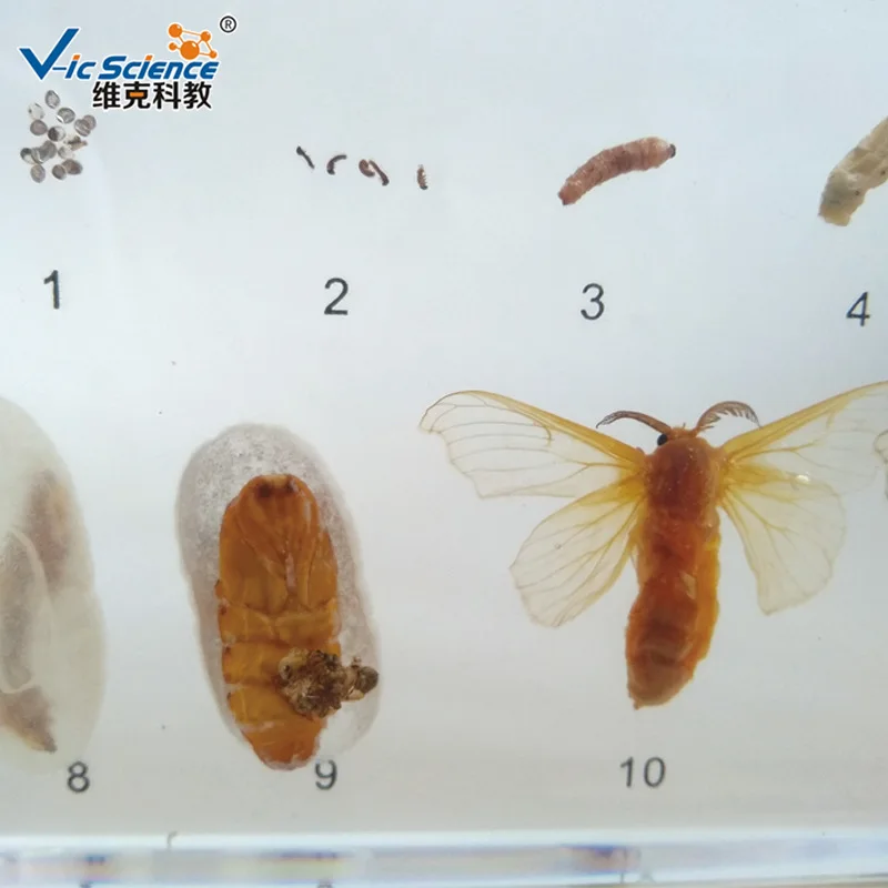 Life History of Silkworm Embedded Specimen Teaching Biology Specimen In Primary and Secondary Schools