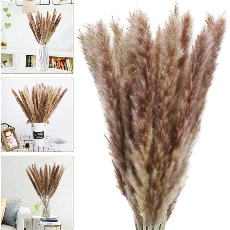 

Plants Natural Communis Phragmites 20PCS Pampas Grass Bouquet Sechees Bulrush Arrangement Dekoration Reeds Flower Decoration