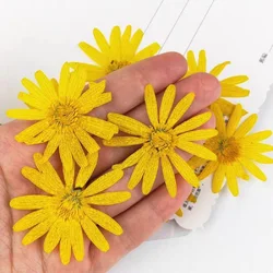 64pcs  Dried Flower Euryops pectinatus For Epoxy Resin Pendant Necklace Jewelry Filler Making Craft DIY Accessories