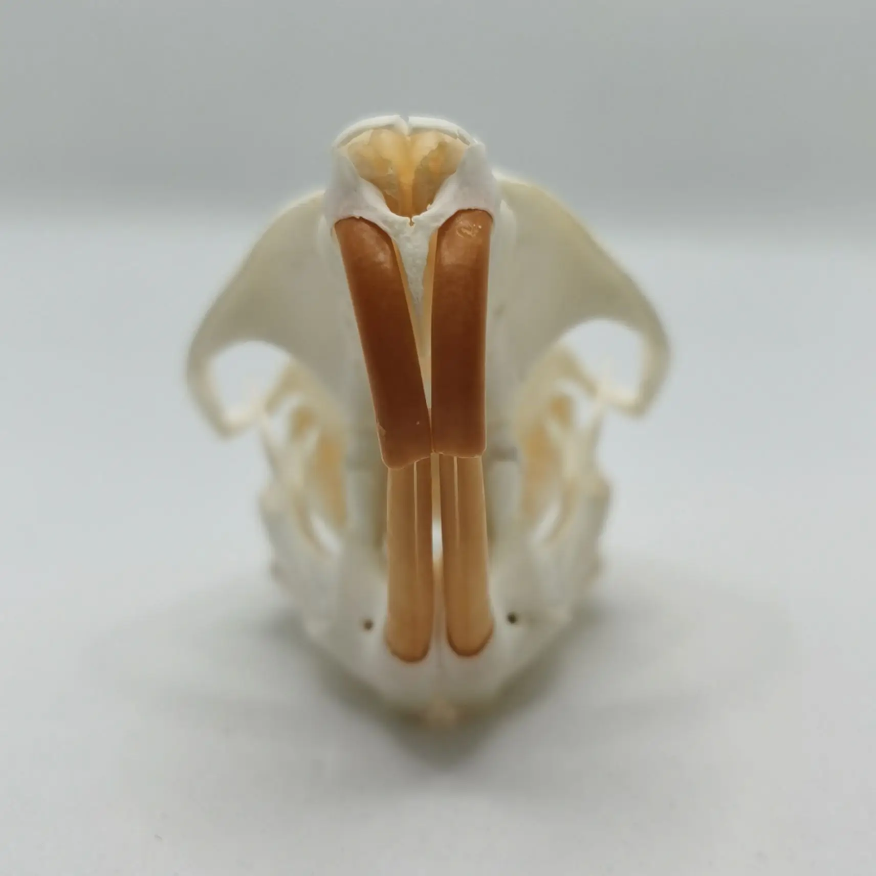 1 Pcs Real Muskrat  Animal Skull  Taxidermy Study Yuletide Christmas Gift Halloween Ornament