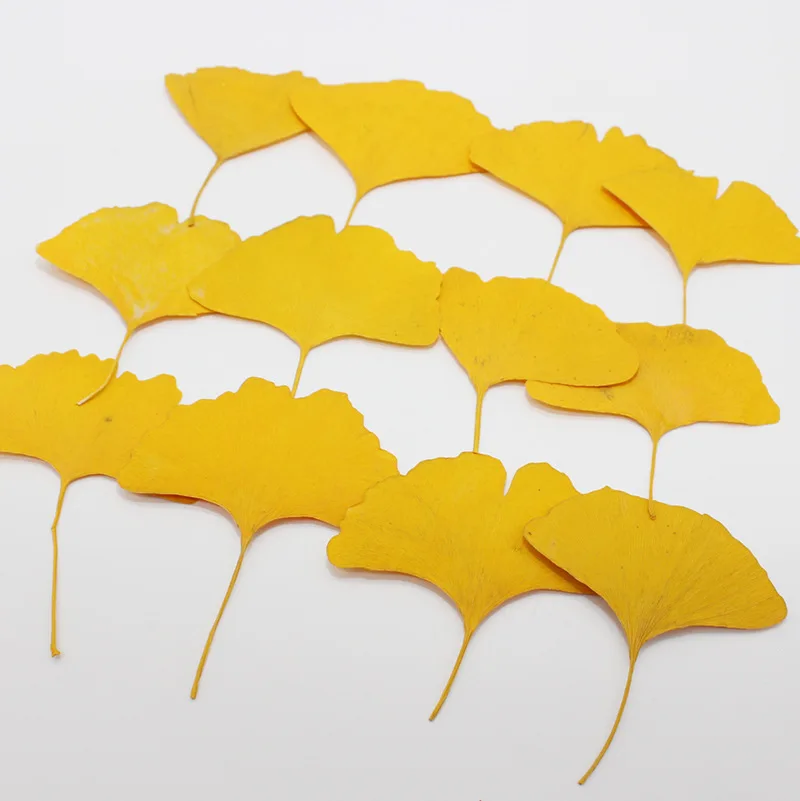 60 قطعة مضغوط المجففة الأصفر/الأخضر الجنكه بيلوبا mading الشعر ورقة النباتات العشبية للمجوهرات المرجعية جراب هاتف بطاقة بريدية الحرفية