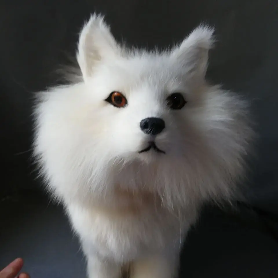 big simulation fox model toy resin&fur white sitting fox model gift about 40x25cm 3001