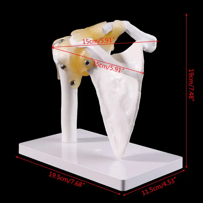 Imagem -04 - Modelo Anatômico Funcional Tamanho da Vida Esqueleto Anatomia Humana Modelo Osso Articulações Ombro Músculo para Ensino Ferramenta Estudo