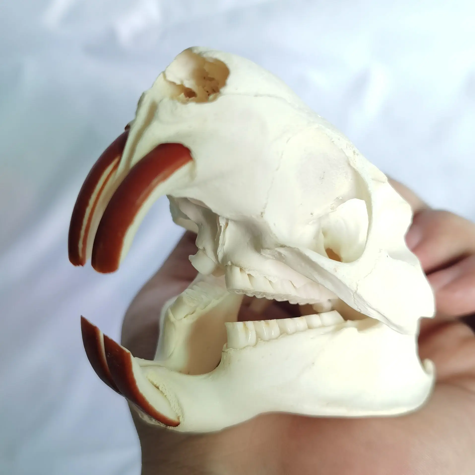 1 Pcs Real Nutria  Animal Skull  Taxidermy Study Yuletide Christmas Gift Halloween Ornament