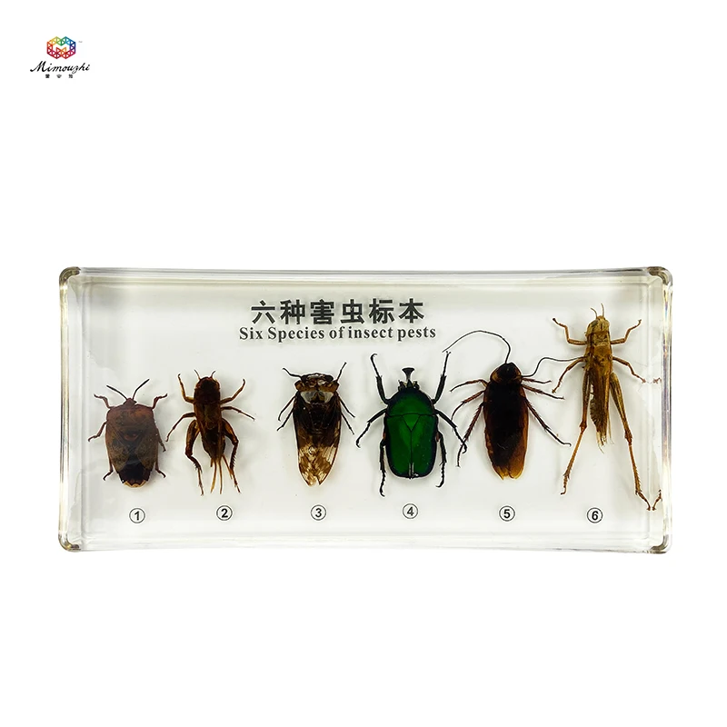 Six Kinds of Beneficial Insects Embedded Specimen Insect Specimen Models Biological Entomology Teaching Aids Resin Handicraft