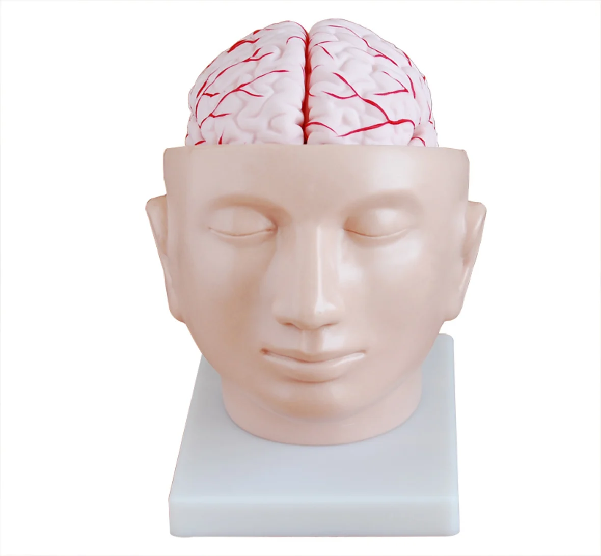 

Human Head with Brain And Brain Artery Model, Head Model