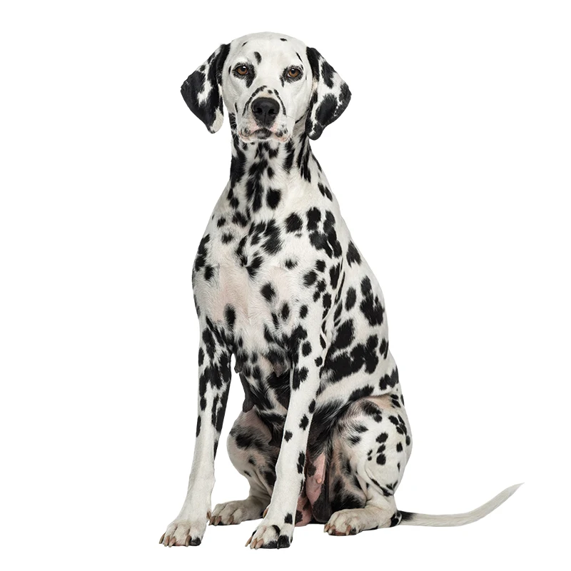 Three Ratels QC388 HD pixel cute Dalmatians Waterproof dog sticker Vinyl auto Wrap for car hood laptop home decoration decals