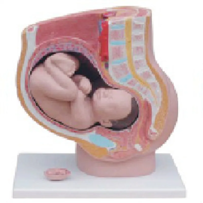 

Pregnancy Model (Sagittal Anatomy) Medicine Student Medical Science Education Teaching Tools Equipment BIX-A1087