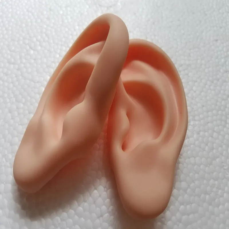 human anatomical anatomy model  silicone ear acupuncture practice model right and left Teaching tools  medical science